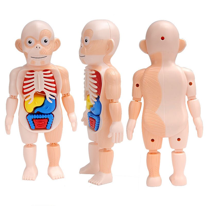 Menneskelig krop anatomi model barn 3d puslespil pædagogisk læring organ samlet legetøj krop organ undervisning værktøj til børn damp