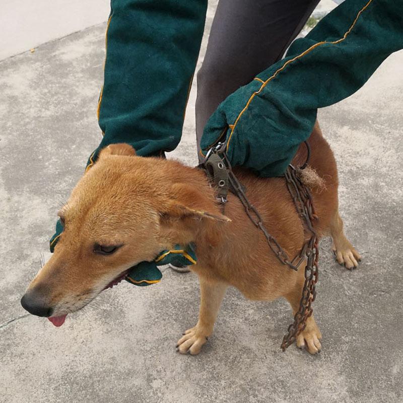 Anti-Bijt Veiligheidshandschoenen Bijenteelt Hond Kat Vogel Slang Baden Training Ultra Lange Verdikte Huisdier Grijpen Bijten Beschermende Handschoen