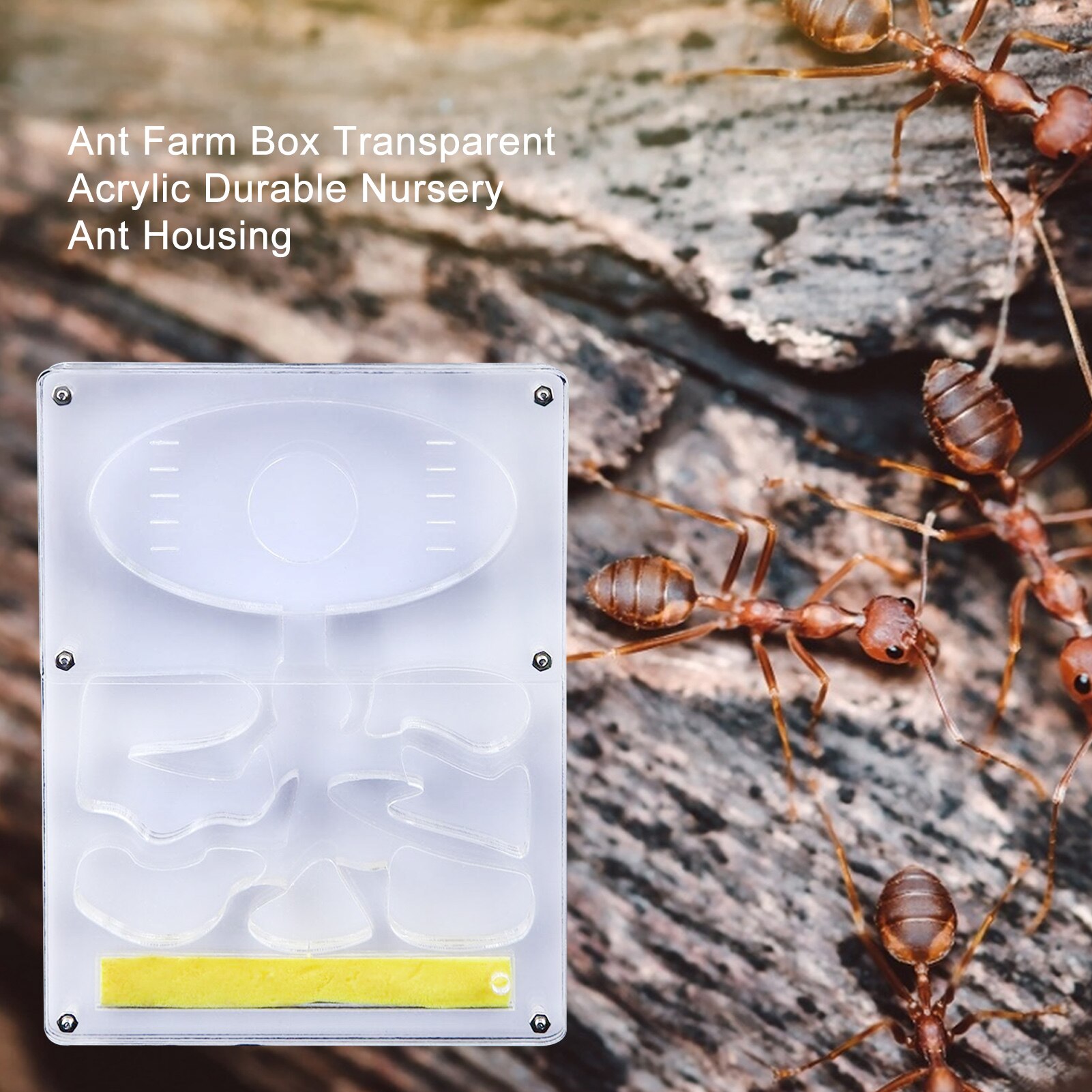 Fourmilière transparente en acrylique, boîtier de fourmis Durable, niche carrée, aménagement paysager, fourmilière, atelier, fourmilière pour animaux de compagnie