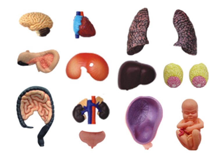 4D Durchscheinende Weibliche ANATOMIE Torso Körper Frauen Schwangerschaft Schwangere 41 Teile Montiert Menschlichen Modell Medizinische Schädel Skelett Trainingsmodelle