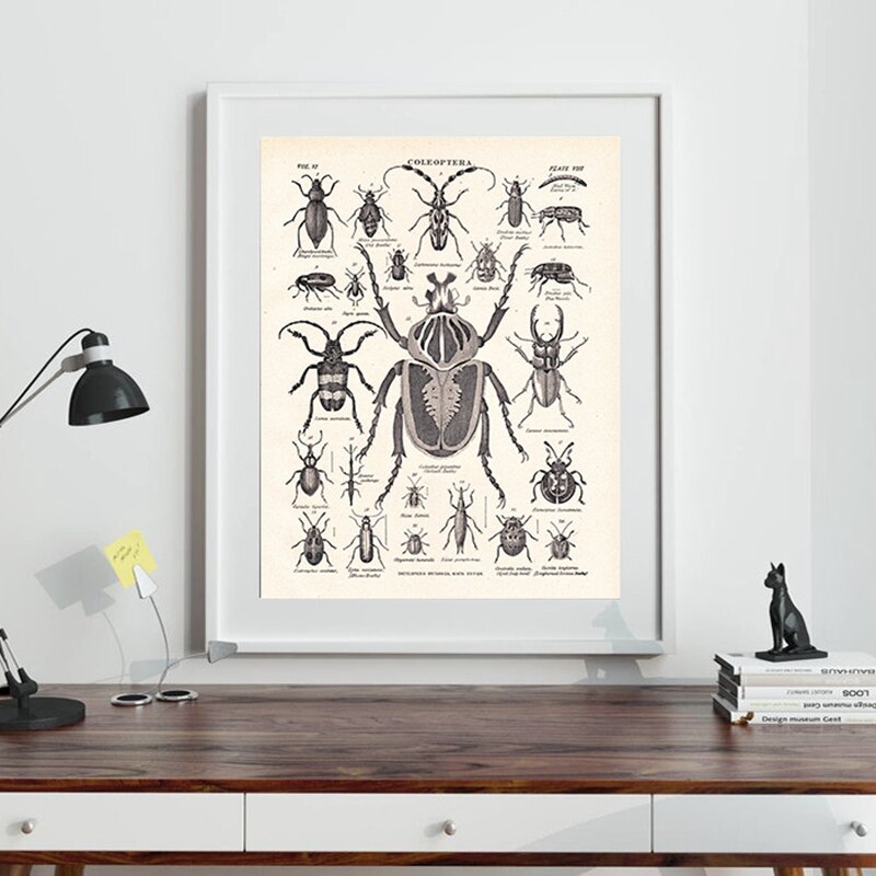 Vintage De Kever Familie Print Biologie Onderwijs Poster Van 1904 Encyclopedie Britannica Retro Poster Kraftpapier