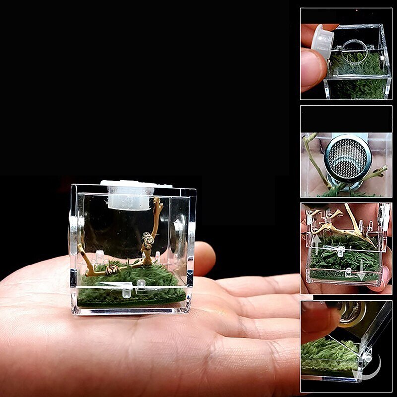 Caja de plástico para cría de insectos, jaula de alimentación transparente para araña saltamontes, Grillo, escorpión, escarabajo, Mantis