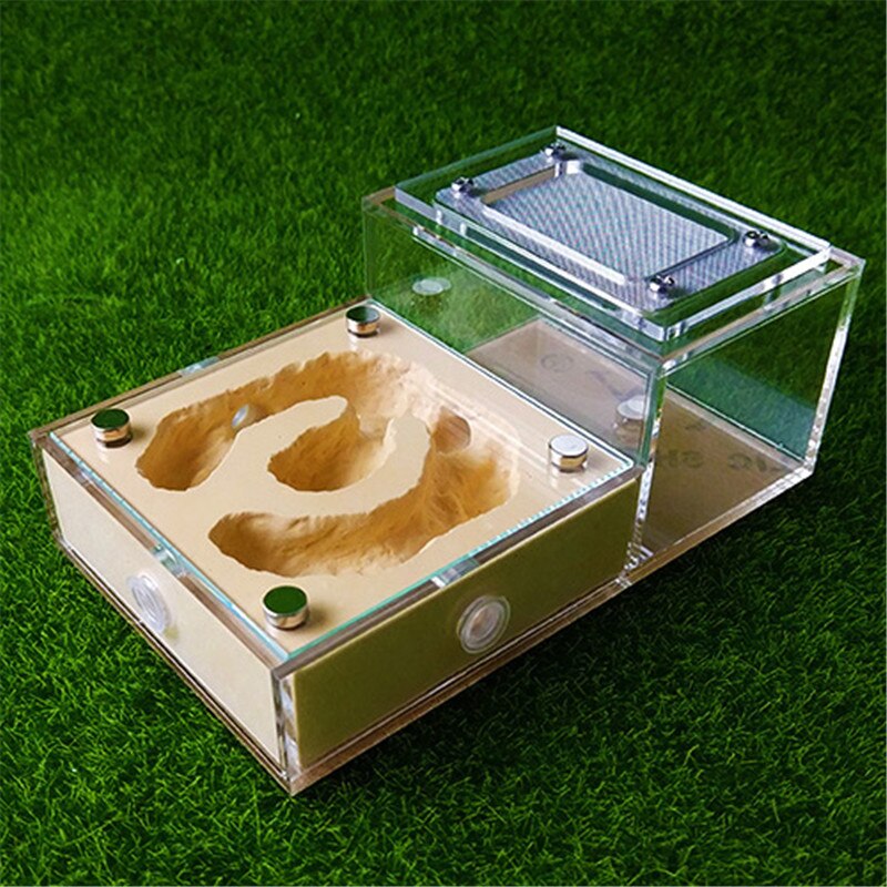 Plaster Ant Nest Acrylic Ant Farm Ants Queen House Insect Cage Anthills Pet Ant House: Type3