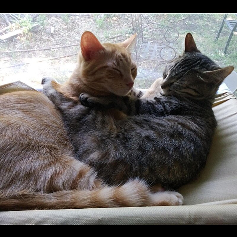 Kattenzuignap kattenbed kattenhangmat hangend huisdier vensterbank enkele laag katten slaapzak katten raamzit hangmat ademend bed
