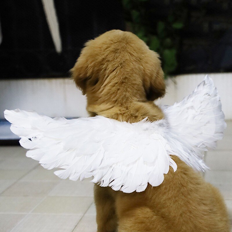 Pet Dog Cat Angel Devil Bat Wing Cosplay Prop Halloween Bat Fancy Dress Costume Outfit Wings Cat Costumes Photo Props