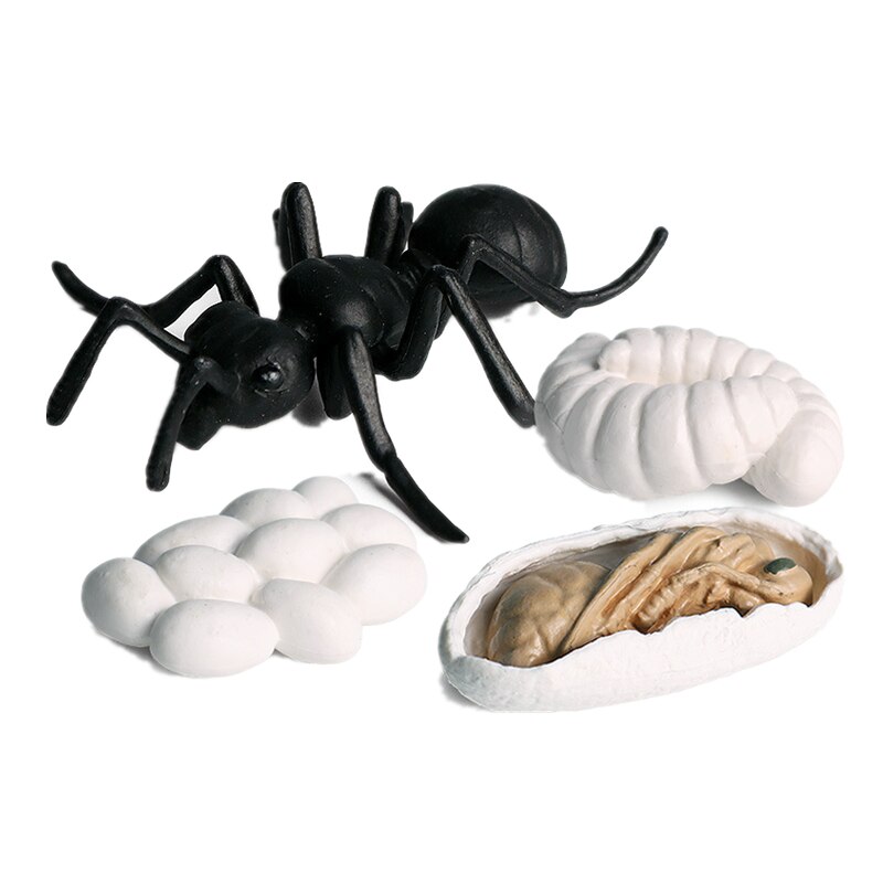 10 Sets Animal Life Growth Cycle Simulation Model Bee Ladybird Spider Bettle Butterfly Biology Nature Learning Toys: Chocolate