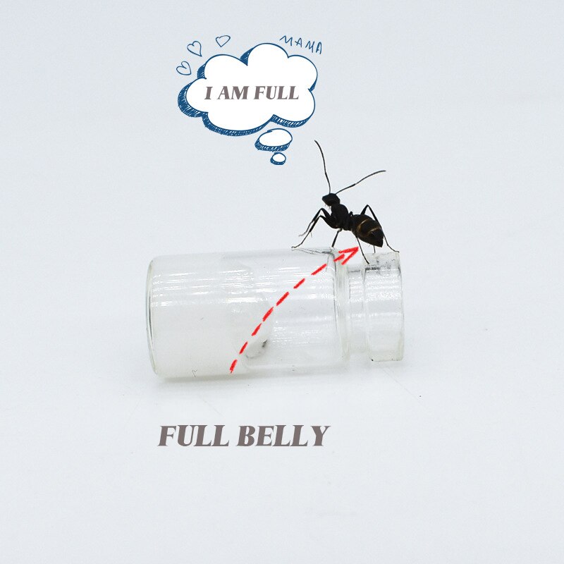 Nutritional Protein Ant Food Ant Workshop Ant Castle After Breeding Japanese Arched Ant Feed Pet Ant Food Pet Terrarium Supplies