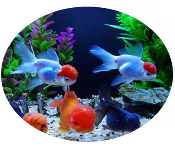Fisk fodring firkantet rundt akvarium akvarium ring feeder station flydende mad vand plante opdrift cirkel tilbehør sugekop
