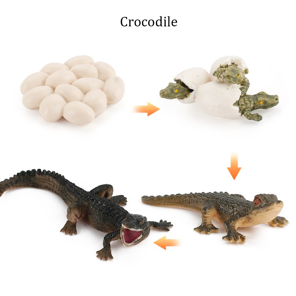 Simulation Animals Growth Cycle ButterflyLadybug Chicken Life Cycle Figurine Plastic Models Action Figures Educational Kids Toy: Crocodile