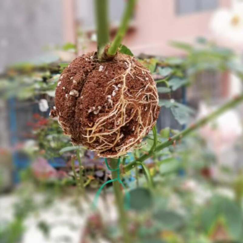 5 cm 8 cm 12 cm Transparente Vermehrung Baum Pflanze Verwurzelung Ball Wurzel Wachsen Kasten Kindergarten Töpfe Transplantat Zucht zweig fallen K5