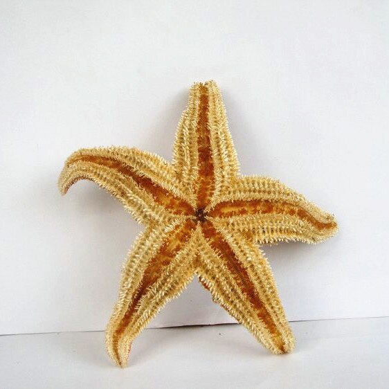 Zeester Ambachten Decoratie Mediterrane Stijl Concha Schelpen Merrie Decoratie Colgante Estrella De Mar