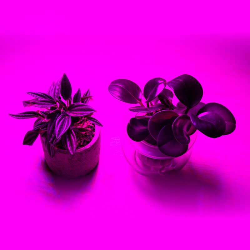 ledet 5m vokse lys stripe  s5050 3/4/5 rød 1 blå fullspektrum  ip65 phyto lampe  dc12v fitolamp til drivhus hydroponic plante vokse