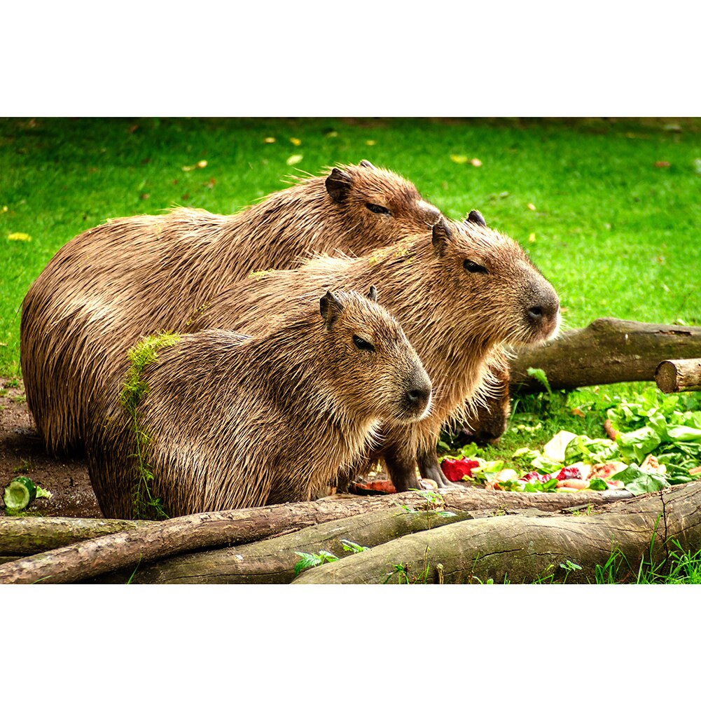 Carino Animali Ritratto di Montaggio Lo Stress Relief Giocattoli di 1000 Pezzi di Carta Jigsaw Puzzle Puzzle Game Giocattoli Interessanti: G
