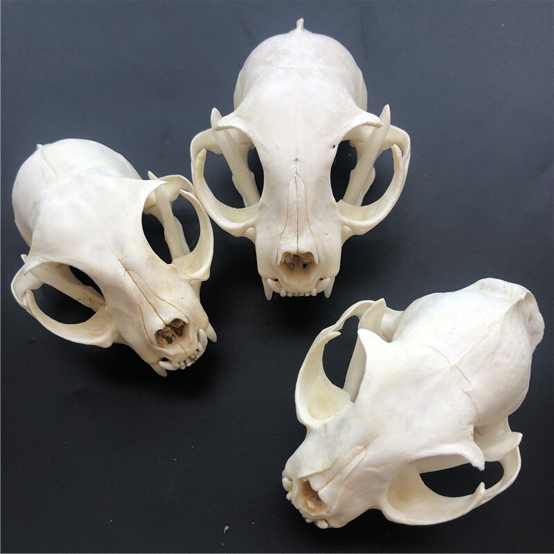 1/2/3/5/10pcs Such as pictures real Animal Skull specimen: 3 pcs