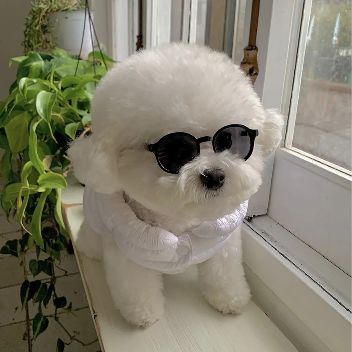 Nuevas gafas de sol Instagram para perros y gatos, gafas bonitas para perros, accesorios de decoración para mascotas de Halloween, accesorios para mascotas: Plata