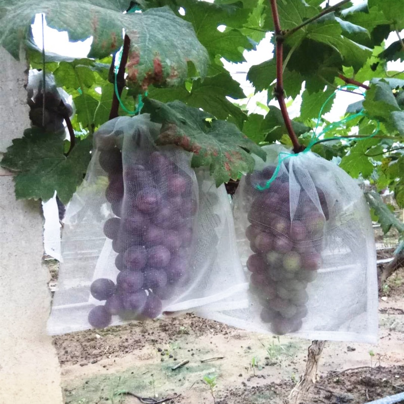 Bolsa de malla pcsNylon para embolsar semillas, bolsa de remojo de semillas, bolsa de frutas de dragón, embolsado de frutas de uva, bolsa de control de insectos de árboles frutales, bolsa roja para pájaros, 100
