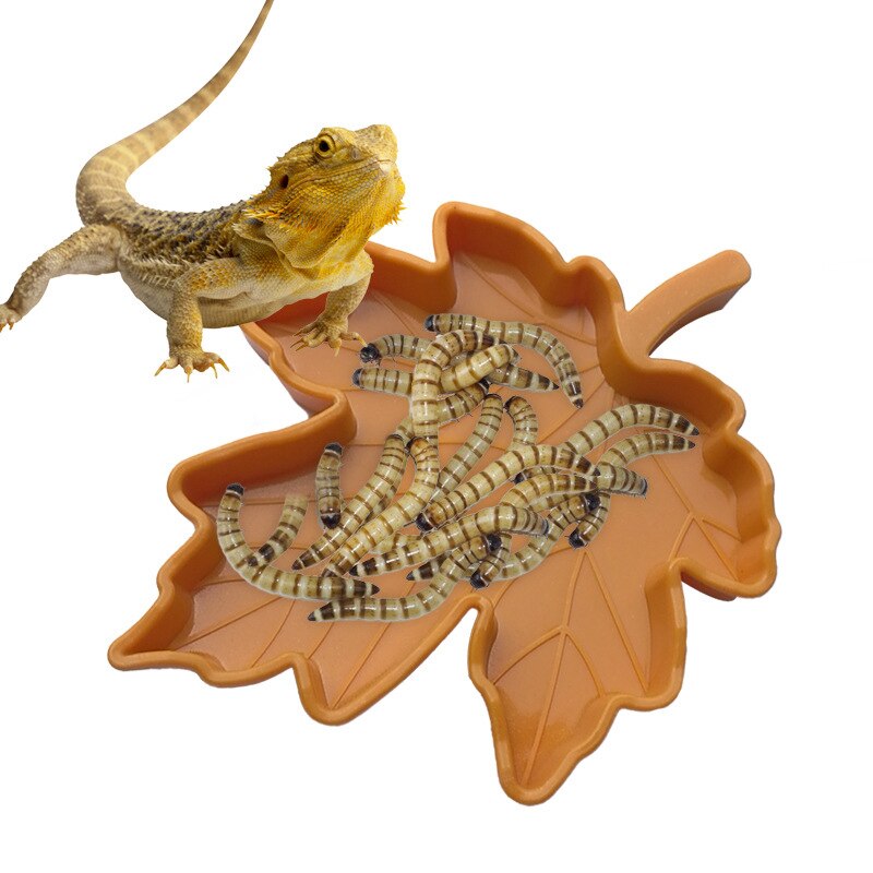 Cuenco de agua y comida para reptiles y tortugas, comedero de hoja para comida, plato, comedero de reptiles