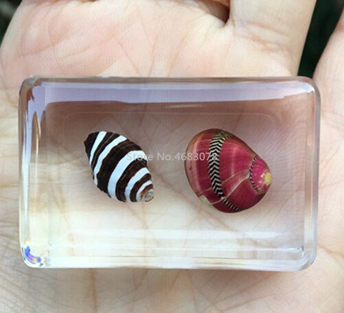 Concha de caracol de mar en resina transparente, instrumento de exploración educativa, suministros de enseñanza escolar, 44x29x18mm, 1 unidad