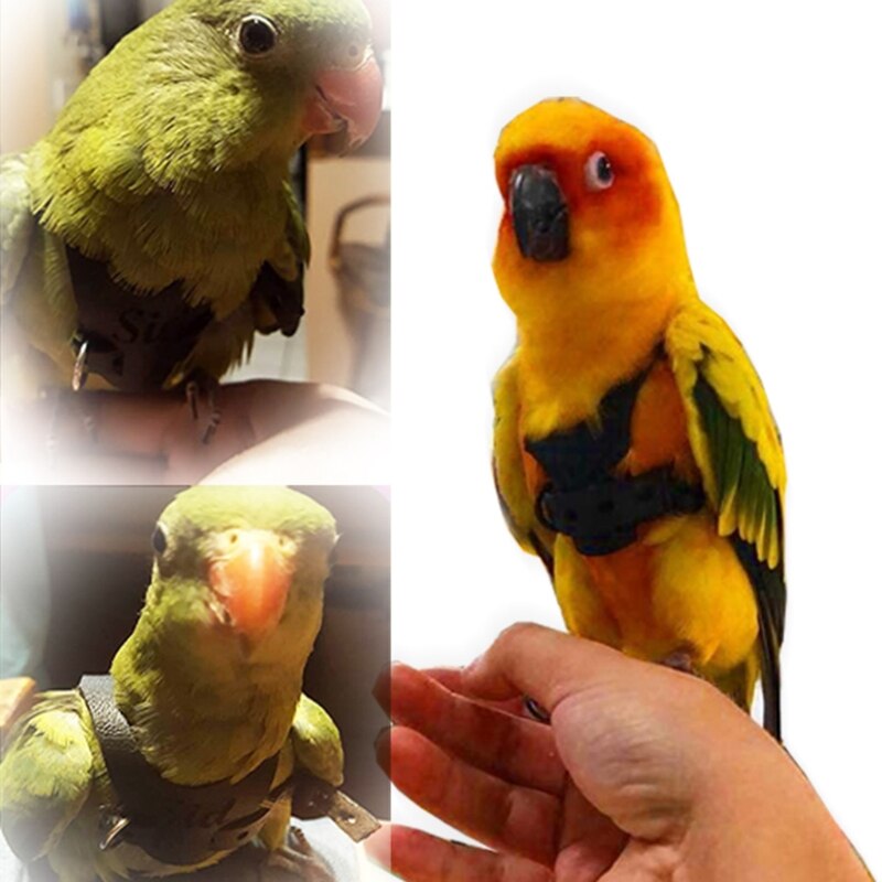 Imbracatura per uccelli imbracatura per uccelli imbracatura per pappagalli e imbracatura per pappagalli corda per uccelli in pelle design di allenamento regolabile anti-morso