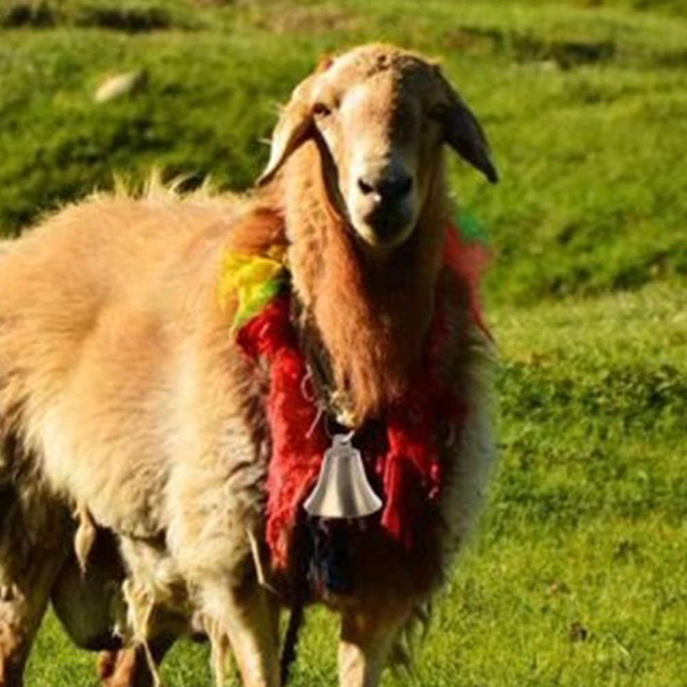 4 stk. lett sauebjelle kubjelle gård tyverisikringsbjelle beitebjelle husdyr hengende bjeller juleklokker festutstyr
