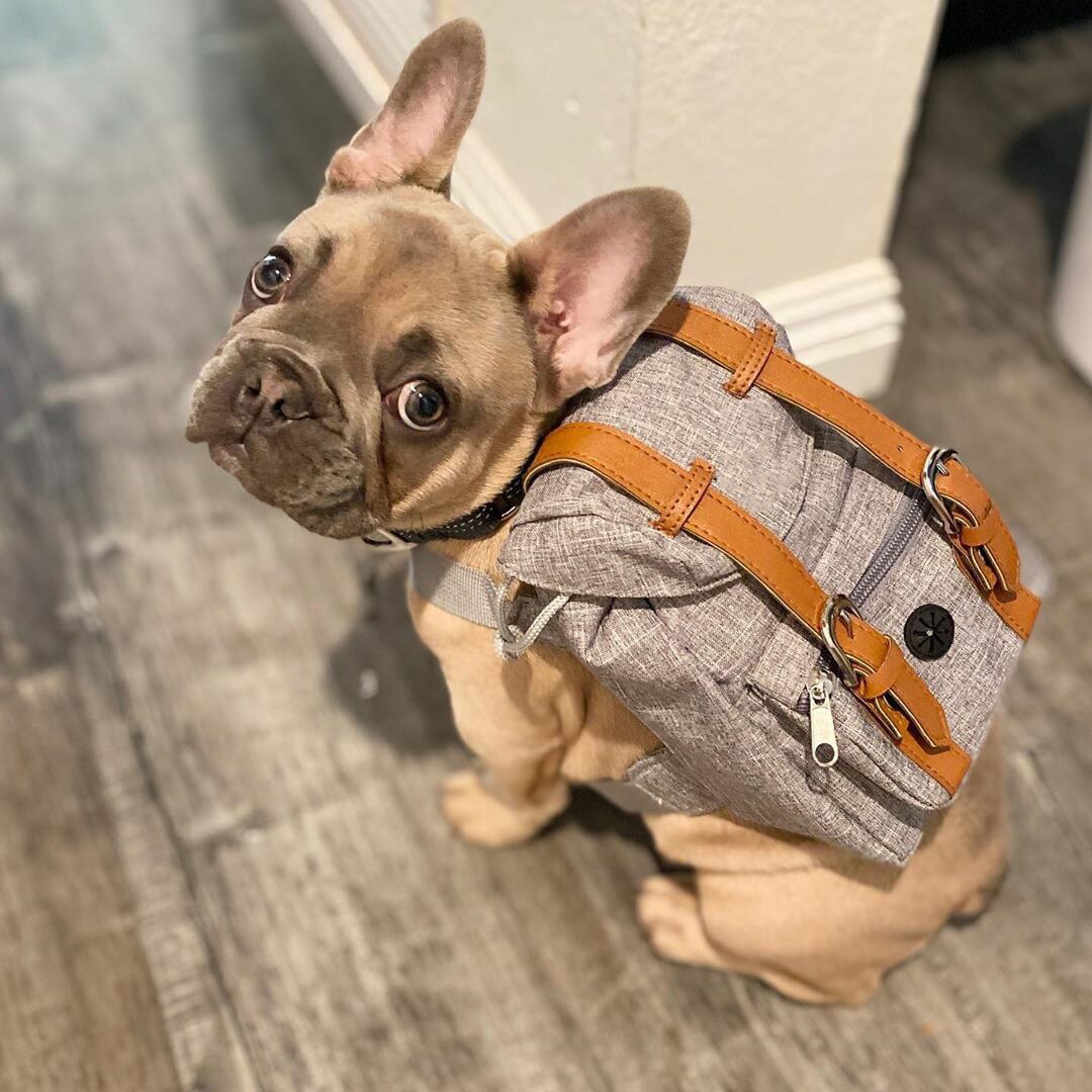 Mochila de viaje para Perros Bulldog, bolsa de transporte de estilo británico para perros pequeños, a la , accesorios para perros