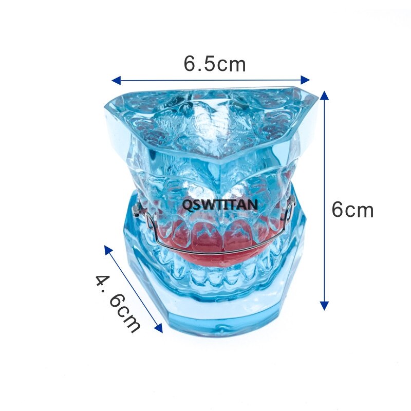 Dental Functional Orthopedic Bionator Removable/Hawley Retainer Teeth Model for dentistry students Teach Study Model
