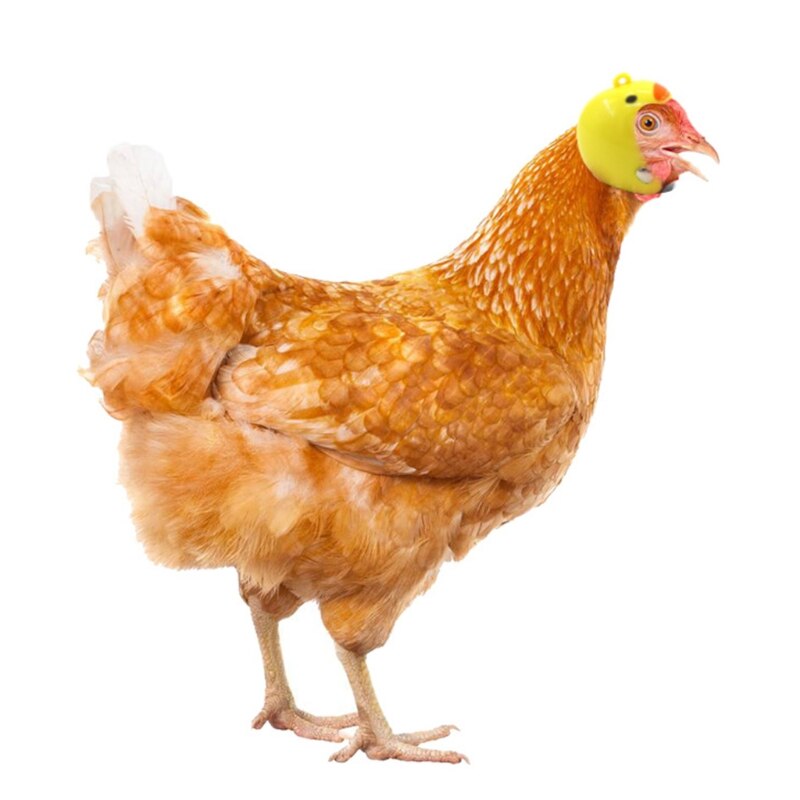 8 Caschi Da Gallina Divertenti – Cappelli Di Sicurezza Per Piccoli Animali, Regolabili Con Elastico, 6 Stili Per Uccelli, Polli E Pappagalli