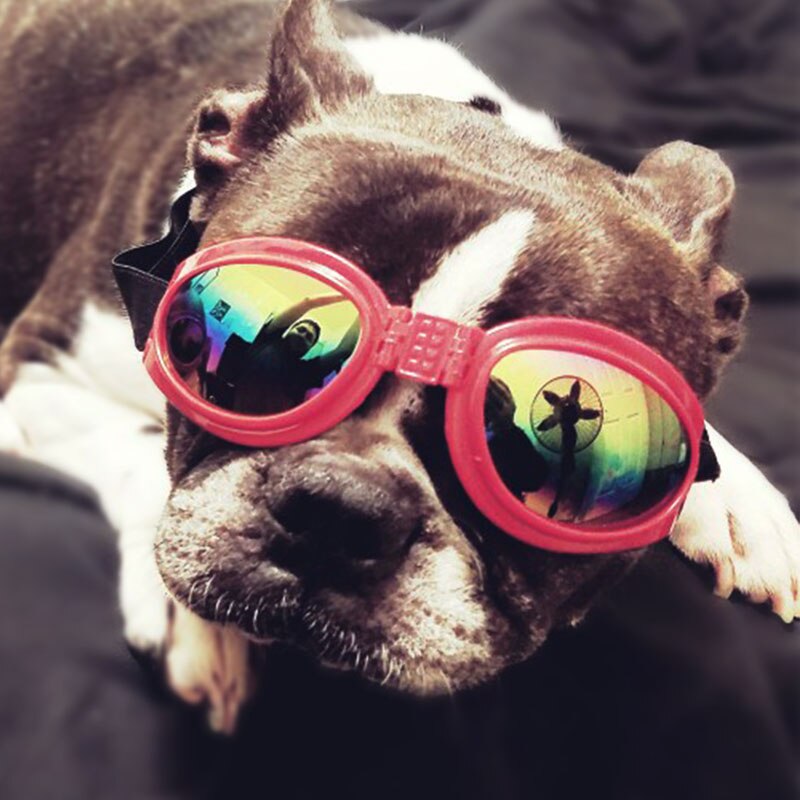 Lunettes de soleil pour chiens de la | Accessoires de chiens d'animaux frais, lunettes ajustables pour bouledogues français, lunettes étanches pour chiens moyens et grands 20S2