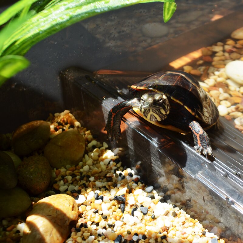 Turtle Cylinder with Drying Platform Extra Large Villa Amphibious Tank Household Brazilian Tortoise Turtle Special Cylinder