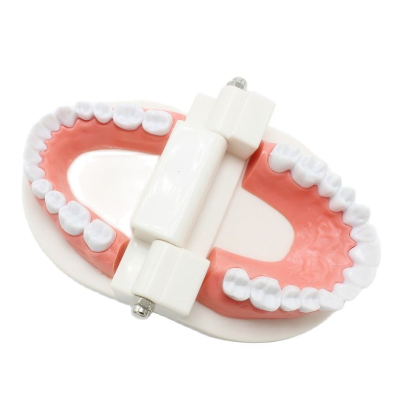 Moule de pour les dents d&#39;adultes, modèle Standard d&#39;enseignement dentaire, outil de démonstration