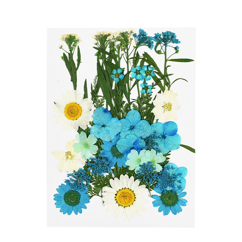 1Pc Kleine Gedroogde Bloemen Pressed Daisy Bloem Festival Party Home Diy Scrapbooking Decoratie Droog Daisy Bloemen Decor Levert 8z: B04