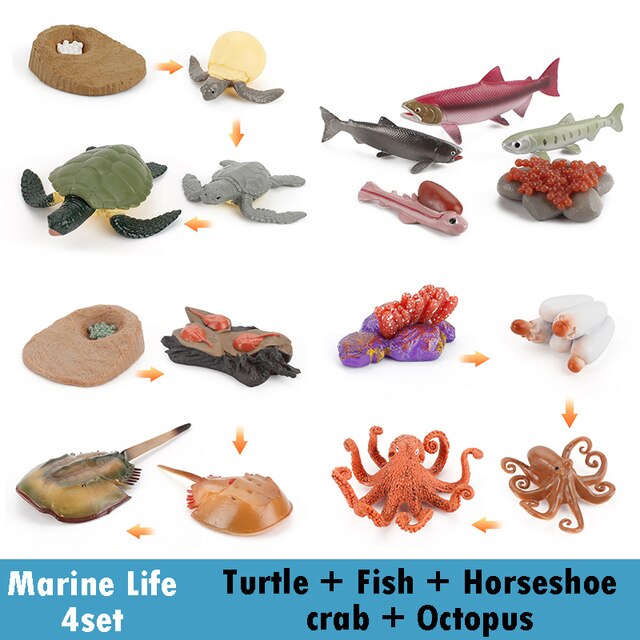 Bordo del ciclo di vita animale in legno giocattoli per bambini supporti didattici Montessori ciclo di crescita delle piante modello Set giocattoli educativi per la scienza della vita: Marine life