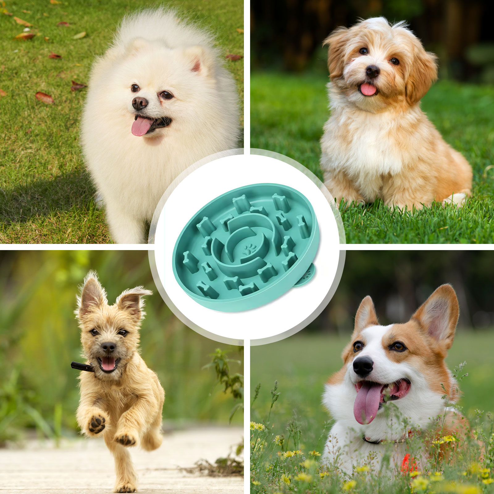 View of Pet Dog Feeding Food Bowls Puppy Slow Down Eating ... – Grandado