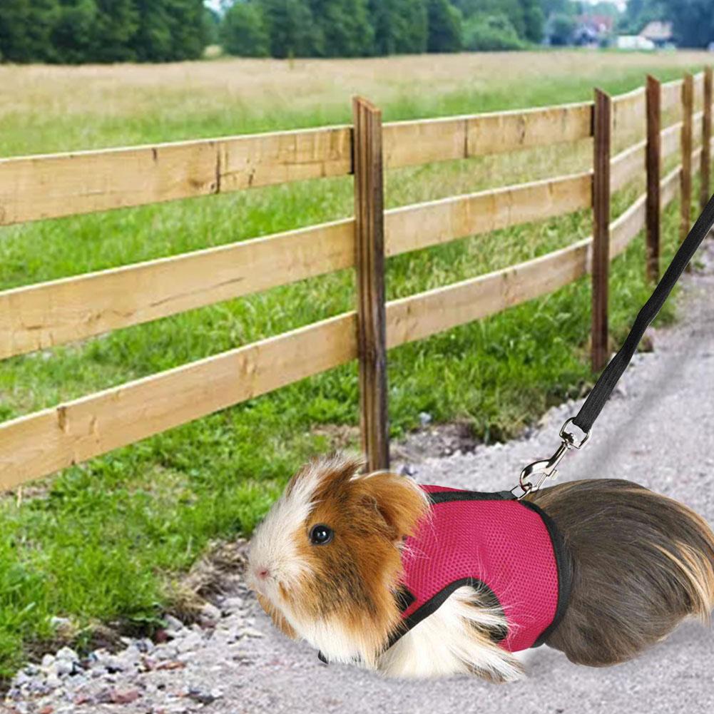 impostato di imbracature e guinzagli per conigli impostato di imbracature e guinzagli per piccoli animali morbidi per coniglietti coniglietti