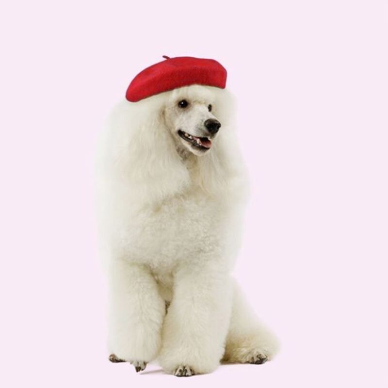 Hundesmykker beret hue sjov dekoration tilbehør ensfarvet tegneserie varm sød hætte matchende hat