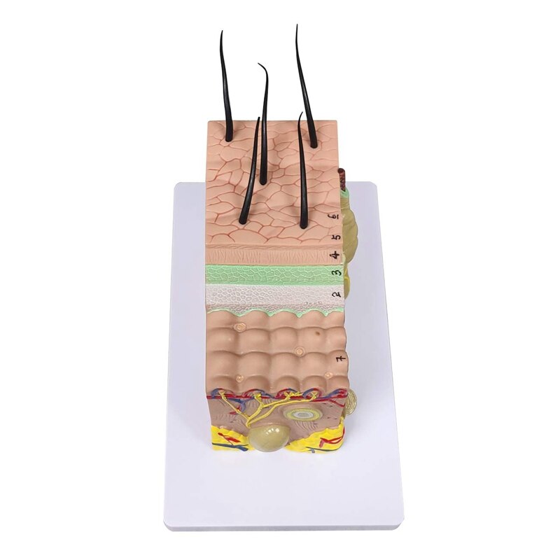 Skin Model, 35X Vergroot Anatomisch Model Anatomie Voor Science Classroom Studie Display Onderwijs Model