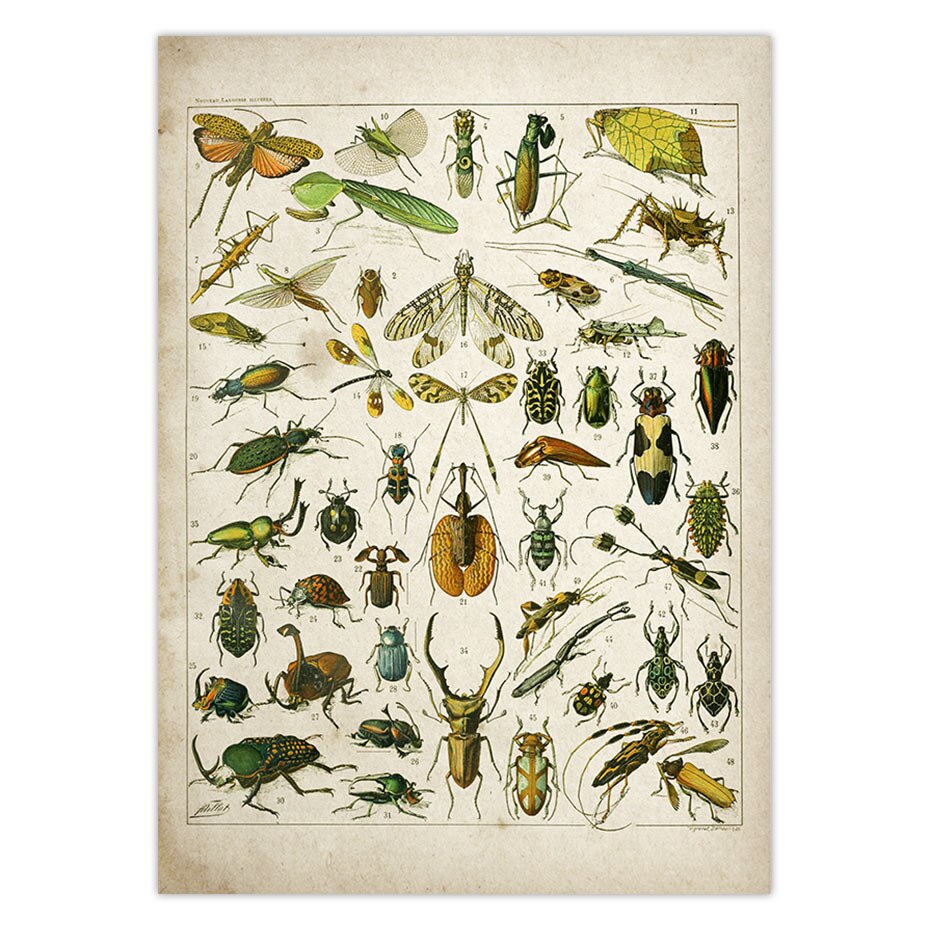 Buttferflies Vintage Poster Bees Insects Birds Plumes Feathers Eggs Wall Art Posters and Prints Adolphe Millot Kraft paper