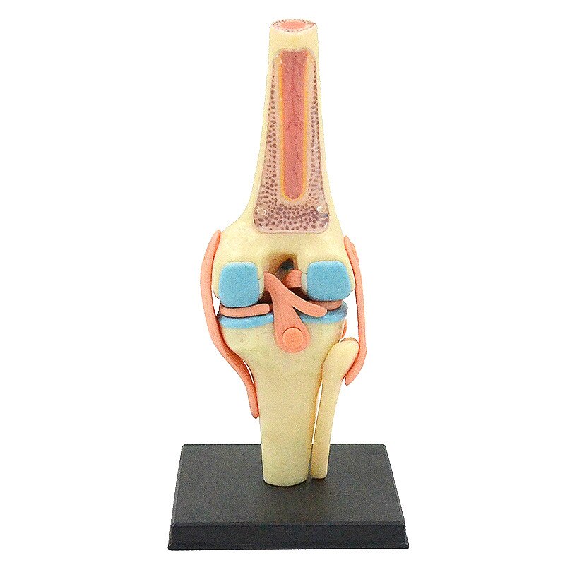 4D MASTER Detachable knee joint model Anatomy bone ligament meniscus knee human intelligence DIY