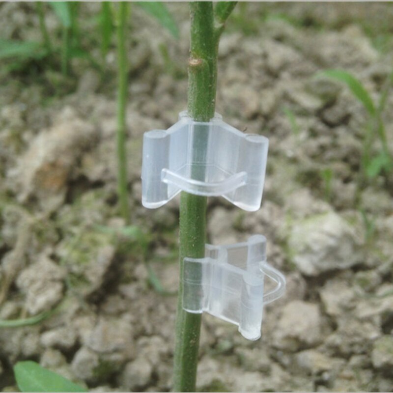 Pinzas para Injerto de frutas y verduras, herramientas para plántulas de plantas de jardín, 100 Uds.