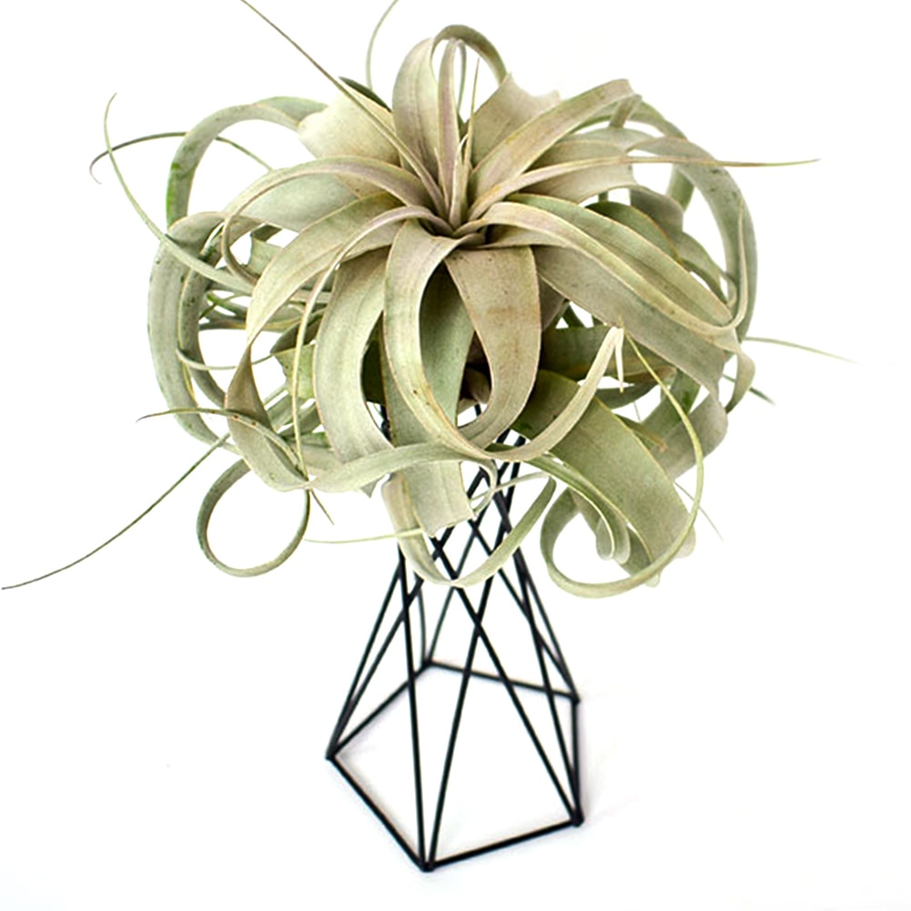 Tillandsia balkon kantoor luchtplant houder ijzeren kunst stabiele tuin bureaublad bloempotten standaard ornamenten huisdecoratie scandinavische stijl
