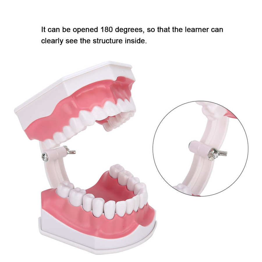 Tooth model 180 degrees open gum model shows you the position of each tooth comes with a toothbrush to teach