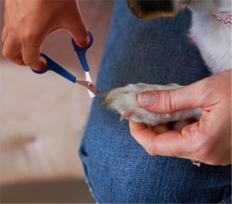 Populær kæledyr hund kat negle tå klo klipper saks trimmer cutter plejeværktøj