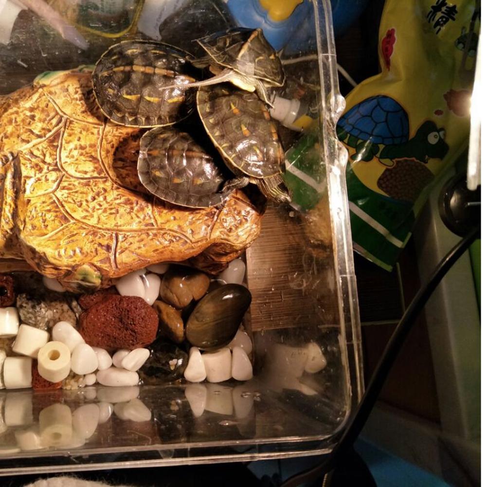 Lámpara de calefacción para reptiles E27 de 220V, luces de quemadura solar de tortuga UVB ajustables de espectro completo, iluminación de preservación de calor