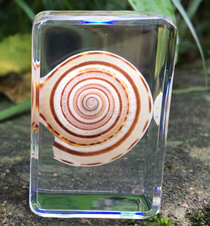 Concha de caracol de mar en resina transparente, instrumento de exploración educativa, suministros de enseñanza escolar, 44x29x18mm, 1 unidad