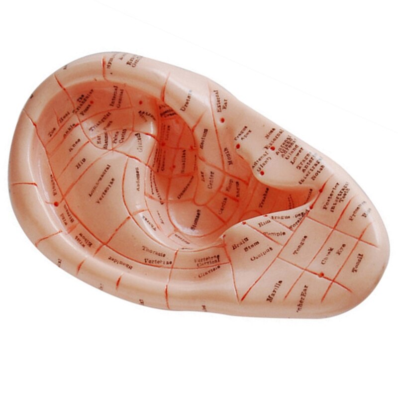 English Version Ear Acupuncture Earpins Model Model Auricular Application Model Ear Acupuncture Points Model
