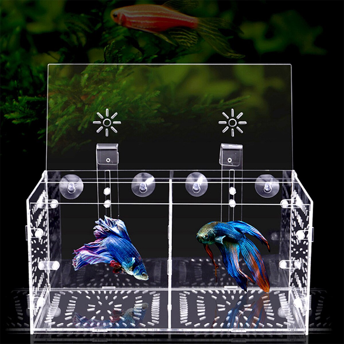 Aquarium Isolatie Box Acryl Visteelt Doos Aquarium Broederij Incubator Met Zuignappen En Haak Baby Vissen Garnalen