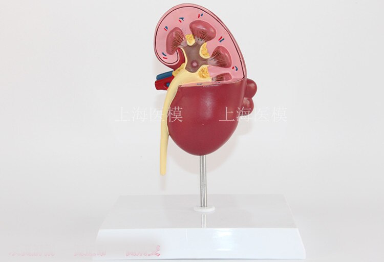 Nierziekte model urologie nier nephron renale glomerulus nier anatomisch model