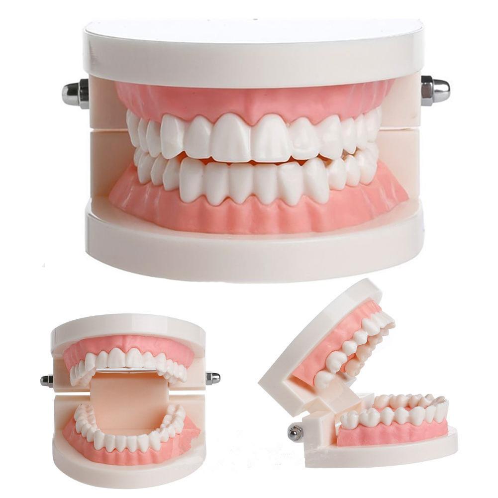 Dental Study Teaching Teeth Model Oral Care Tooth Education Dentist Equipment
