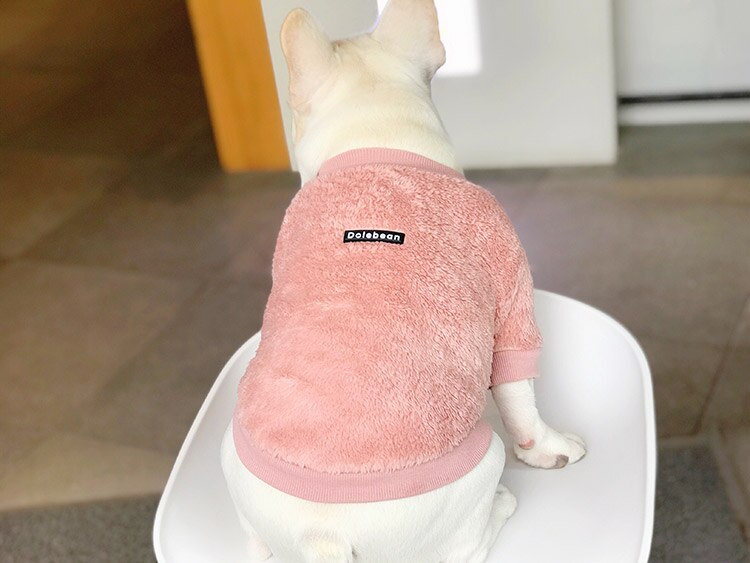 Franse bulldog kleding