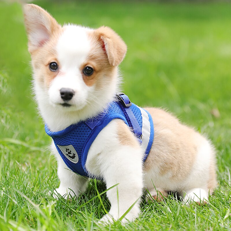 Harnais réfléchissant pour chiens | Harnais et laisse pour animaux de compagnie en mailles, Set de harnais pour petits chiens, Chihuahua Corgi, chaîne pour chiens, szelki dla psa